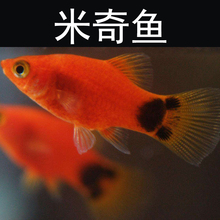 包邮 热带观赏鱼胎生鱼孔雀凤尾米奇黑玛丽斑马清道夫孔雀鱼活体
