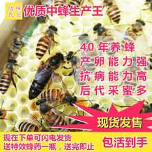 包邮 蜜蜂蜂王开产产卵王中蜂蜂王活体 陆氏蜂业中蜂王优质种蜂王