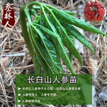 包邮 买6颗送6颗共12颗长白山人参苗送50粒盆栽人参种子正品