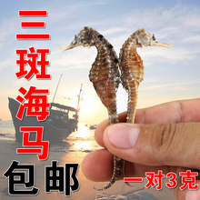 三斑海马干 泡酒材料海马干货一对3克泡酒料男性滋补品 送海龙