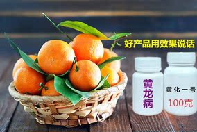 黄化一号黄化黄龙病柑橘砂糖橘柚子树黄叶果树