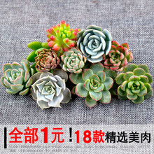 含盆送土清仓 多肉绿植花卉批发室内嘟嘟 多肉植物组合盆栽 1元