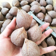 自选 印尼进口橄榄核雕原料饱满壁厚超大特大颜色红润核质好壁厚