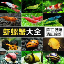 探鱼社 观赏虾观赏螺水晶虾樱花虾极火虾清洁工具虾螺蟹大全