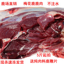 鹿肉新鲜梅花鹿鹿肉鹿腿鹿排现杀速冻19一斤5斤起拍送鹿鞭片