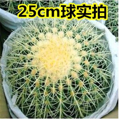 盆景 办公桌仙人球使用感受