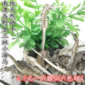 南澳岛本港野生三斑海马干货男滋补品中药材煮炖煲汤泡酒料1只4.9