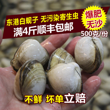 满4斤顺丰 包邮 小城东港 丹东野生白蚬子鲜活大白甲柏赘蝌坌孪