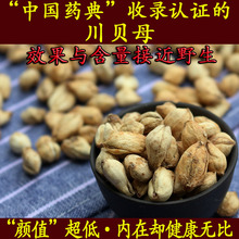 川贝母正宗无硫川贝中国药典认证含量效果媲美野生可磨川贝粉30克