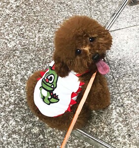 宠物狗狗卡通狗衣服