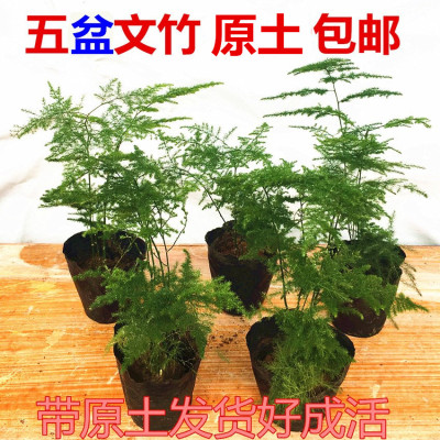 文竹苗盆栽桌面绿植花卉盆景净化空气云竹常青植物室内防辐射包邮