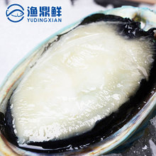 野生蓝鲍鱼 8头 鲜活新西兰进口野生蓝壳鲍鱼500克 可刺身