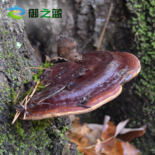 御之蓝灵芝片无柄赤芝 整枝野生赤灵芝深山林芝切片250g买3送1