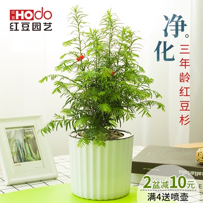 红豆杉盆栽客厅专卖店