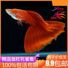 孔雀鱼纯种全红血红美国全红白子活体热带鱼观赏鱼缎带大C种鱼