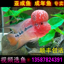 爆头 活体 起头 马骝 金花罗汉鱼 鸿运成鱼 罗汉鱼 泰金亚成