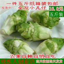 四川蔬菜新鲜脆嫩抱儿菜纯天然无公害自种母子娃娃菜抱子芥菜泡菜