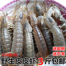 鲜活海鲜 皮皮虾 虾婆 琵琶虾虾虎活富贵虾连云港水产野生皮皮虾