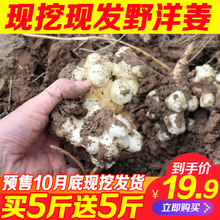 洋姜新鲜10斤野生菊芋不辣鬼子姜腌制泡菜酱菜鲜咸菜蔬菜5斤包邮