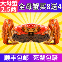 现货金蟹钳牌大闸蟹鲜活螃蟹特大全母蟹可选公蟹8送4共12只装礼盒