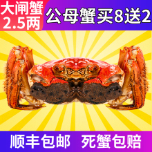 现货金蟹钳牌大闸蟹鲜活螃蟹特大公母蟹随机公母8送2共10只装礼盒