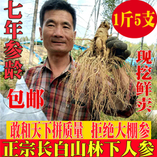 1斤5支特大500g东北长白山鲜人参园参白参叁野山参林下参整枝泡酒