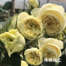 维特园艺 奶油龙沙 抗病勤花矮灌木 欧月切花月季 奶油伊甸园