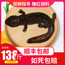娃娃鱼鲜活食用生鲜水产大鲵活体138元/斤 2斤起包邮包活月子餐汤
