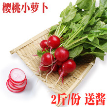 包邮 2斤 新鲜樱桃萝卜红皮迷你小水萝卜红萝卜小红圆萝卜 萝卜丁
