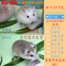 包邮 乐鼠宝稀有仓鼠活物老公公老婆婆一对情侣宝宝宠物幼崽活体