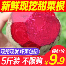 包邮 甜菜根新鲜现挖5斤甜菜头紫菜头红甜菜农家产品蔬菜红根菜头