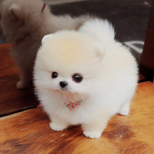 纯种茶杯犬博美幼犬宠物小狗狗活体小型犬俊介犬白色活体家养小体