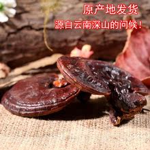 整朵整枝大个正宗无柄赤芝150g 云南天齐灵芝礼盒装