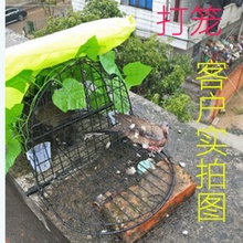 捕鸽子抓笼 拍笼 竹鸡打笼子 踏笼 鸟笼 大号斑鸠笼