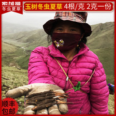 新大断 干虫草2克8根非那曲礼盒装 克野生青海玉树正品 冬虫夏草4根