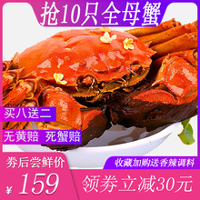 螃蟹鲜活大闸蟹特大现货新鲜海鲜水产大只全母蟹10只礼盒装
