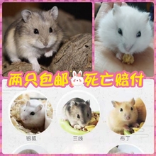 包邮 宠物仓鼠活体买赠包健康包活两只 染韵 紫仓三线银狐布丁成都