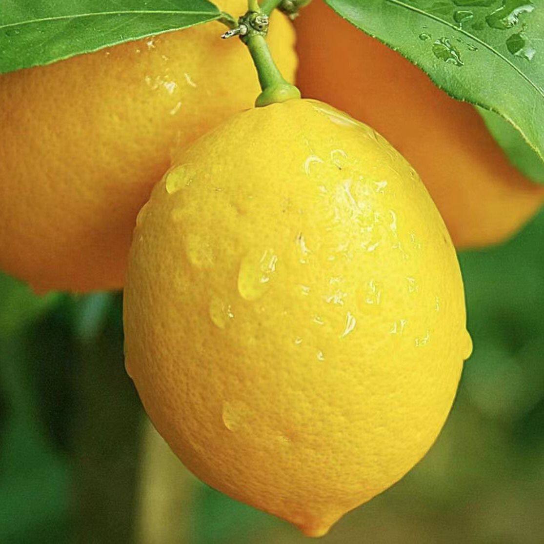 【活动价】四川安岳黄柠檬新鲜水果5斤一级果当季现摘榨汁皮薄多汁整箱包邮9