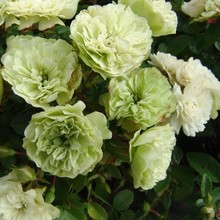 淘园林 切花 四季庭院月季盆栽欧月玫瑰花苗 奶油龙沙 丰花