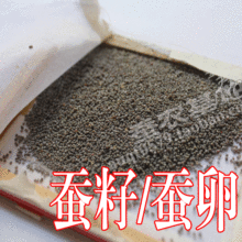 蚕宝宝卵学生蚕籽蚕卵蚕蛋蚕子5粒现货3万粒杂交桑蚕种春桑蚕养殖