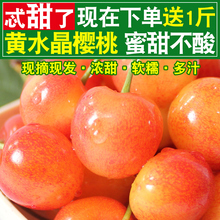 包邮 烟台大樱桃甜车厘子新鲜水果5山东黄水晶黄蜜樱桃3斤现摘现发