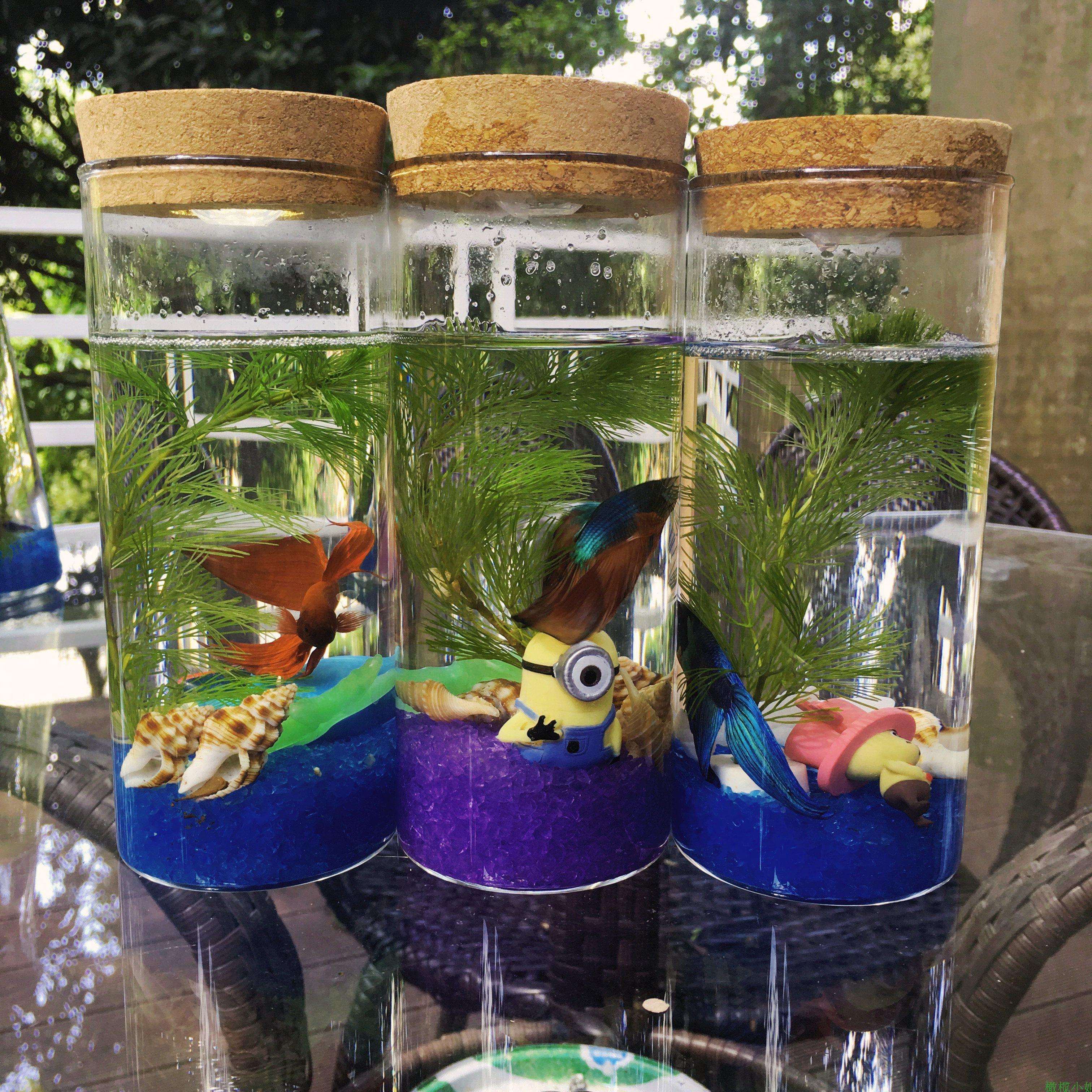 包邮带LED灯不换水生态鱼瓶水族宠物斗鱼活体