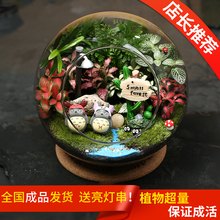星座龙猫生日礼桌面办公绿植 微景观植物女友礼物盆栽迷你生态瓶