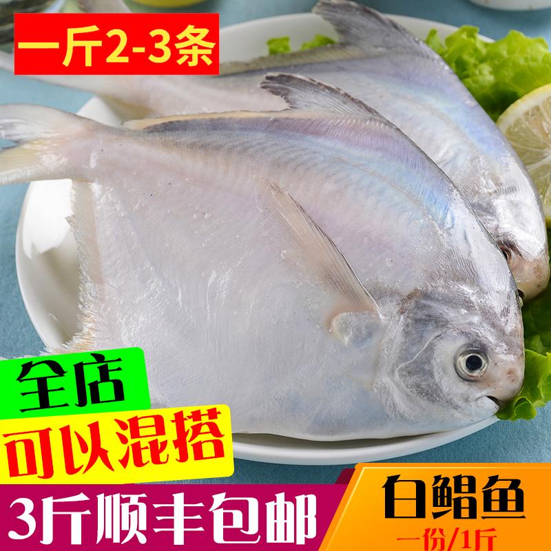 野生白鲳鱼一斤2-3条 新鲜海鲜海鲳鱼 平鱼 镜