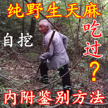 非云南天麻神农架深山自挖无硫干天麻天然纯野生天麻特级野生天麻