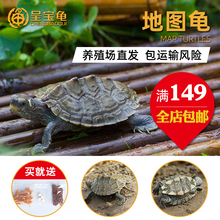 外塘密西西比地图龟活体宠物龟水龟观赏龟巴西大小乌龟苗彩龟招财