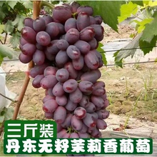 现摘新鲜茉莉香葡萄 包邮 玫瑰香葡萄新鲜现摘先发3斤装 东北水果
