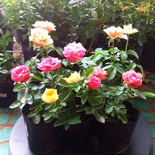 欧月小苗阳台盆栽绿植物切花藤本欧月大花浓香爬藤月季龙沙宝石