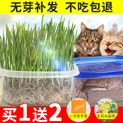 猫草种子薄荷粉猫零食猫咪化毛去毛球大麦小麦种植套装猫咪用品