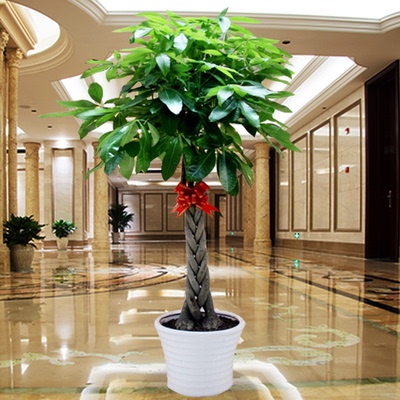 客厅花草植物大盆栽正品热卖